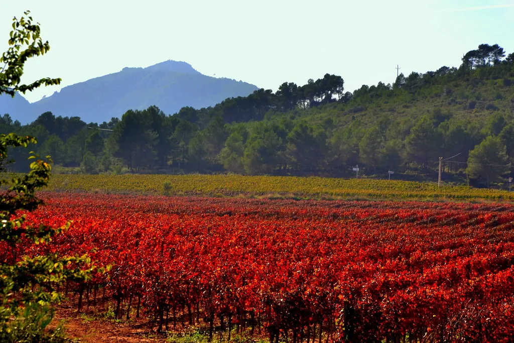 Viñedo en otoño con hojas rojas